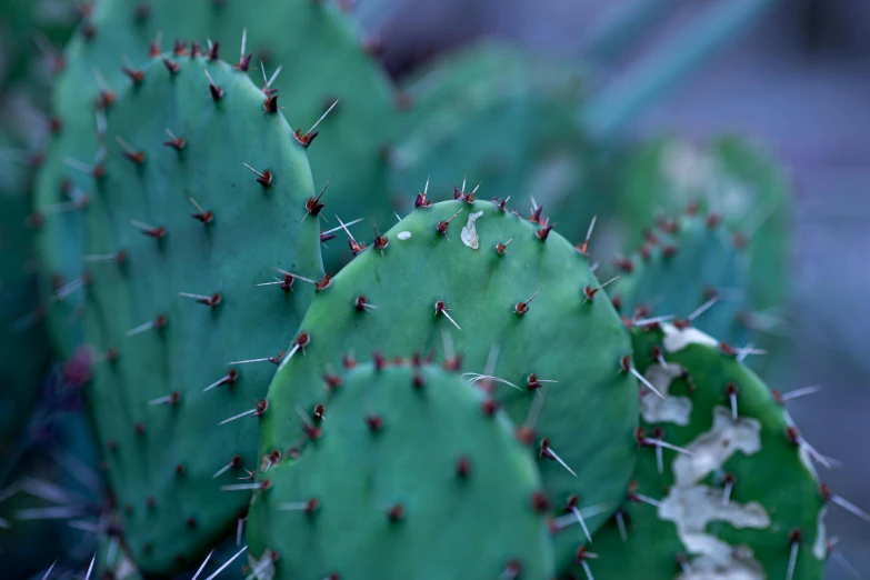 a close up of a cactus with sharp, round needles