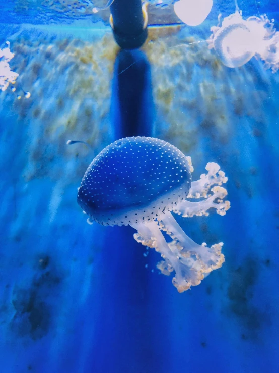 a underwater pograph of an octo floating with other animals around