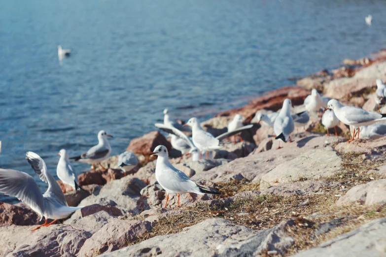 seagulls gather on rocks beside a river