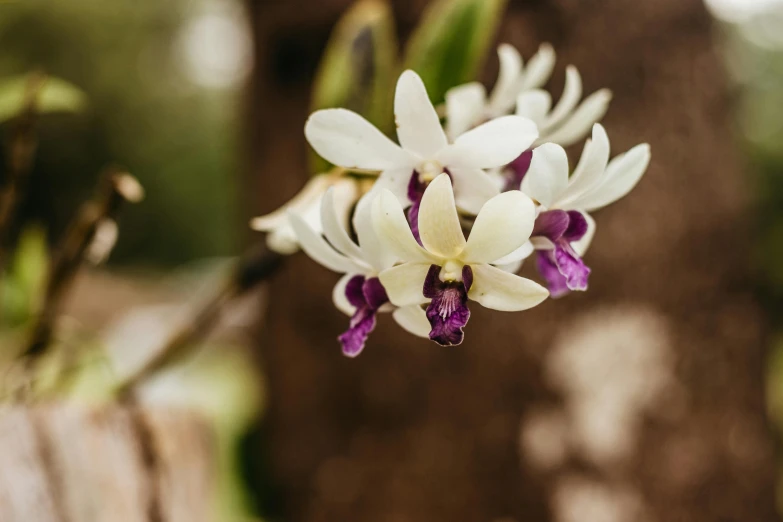 white flowers that are standing next to each other