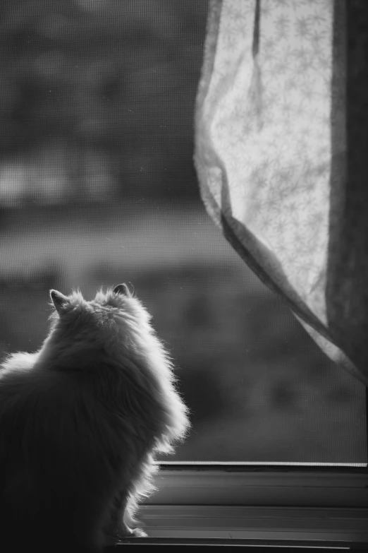 a cat sits near a window as the sun shines down on the curtains