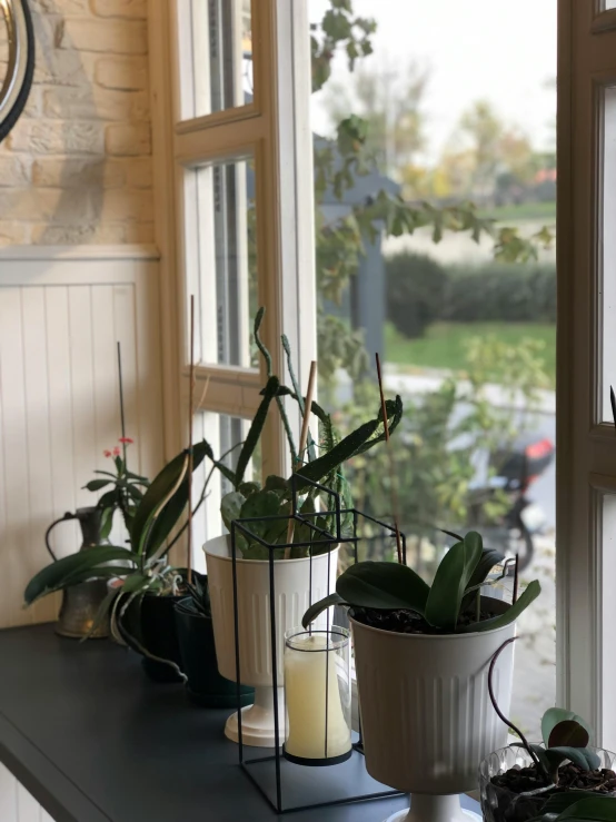 three plants on a mantle with candles sitting next to them
