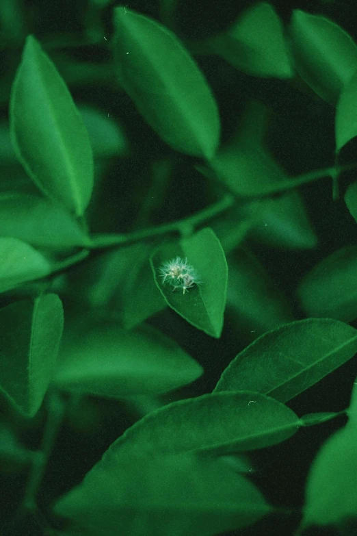 a lone white flower among the green leaves