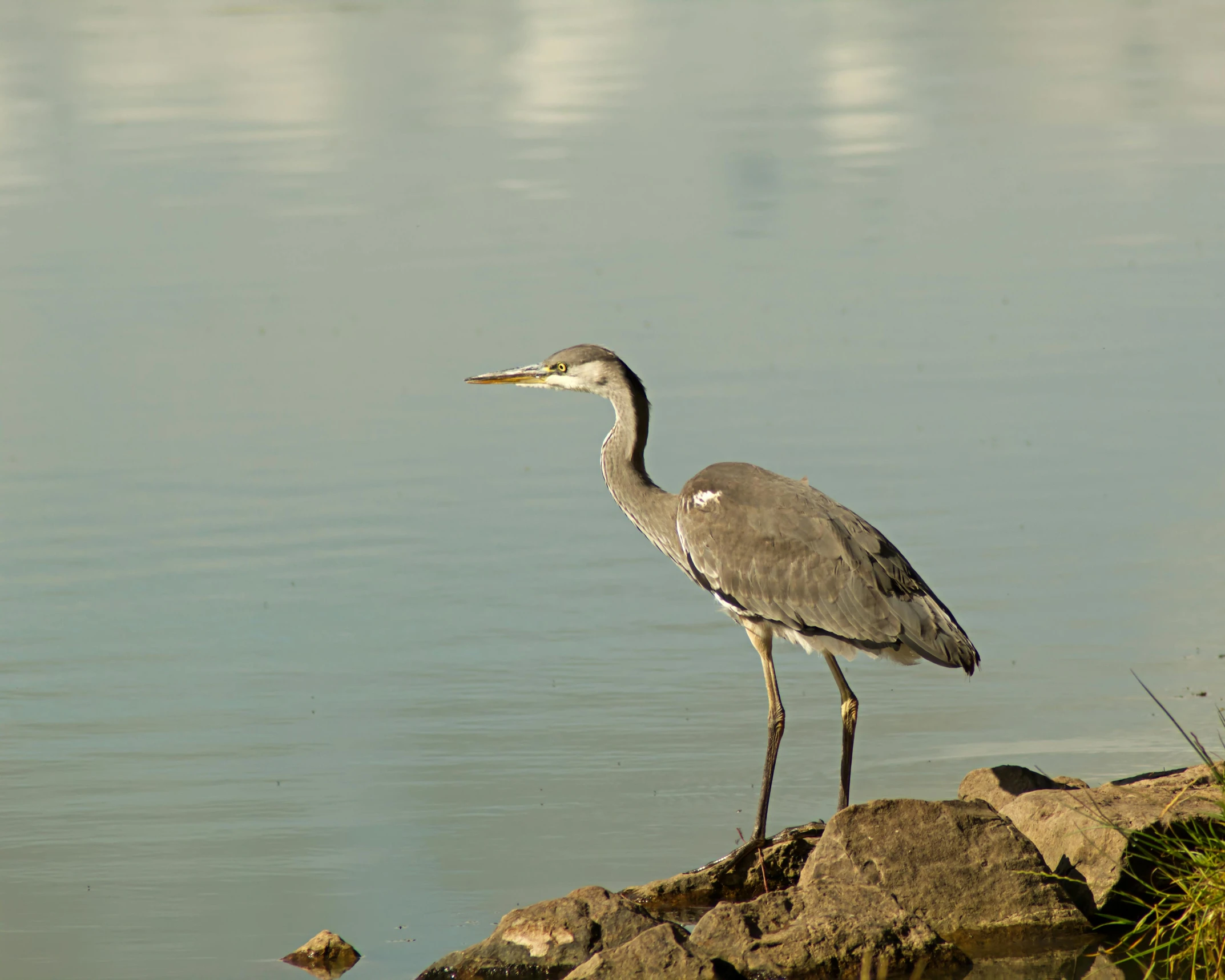 a bird standing on top of rocks near the water