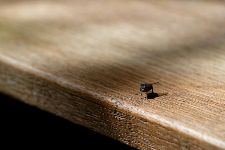 the bug is on a wooden table top