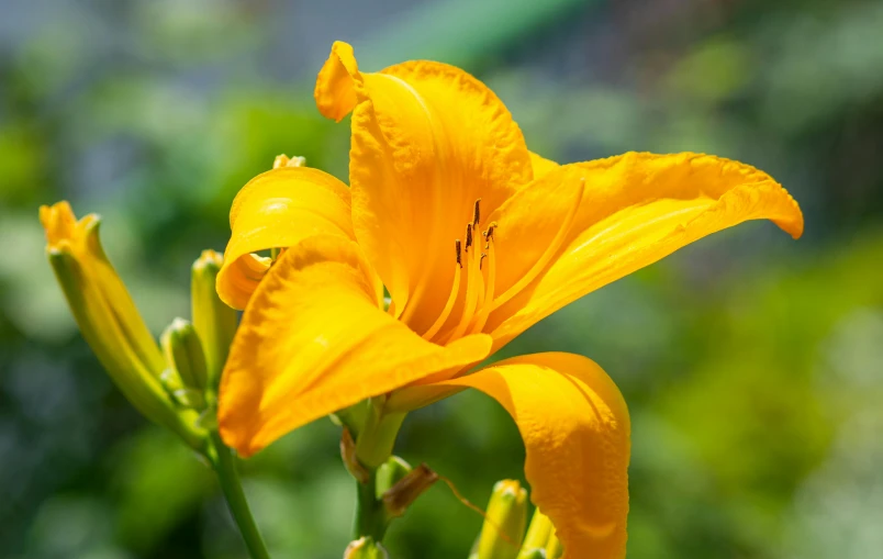 a yellow flower blooming with the sun shining