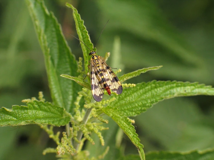 a small striped fly is resting on a green leaf