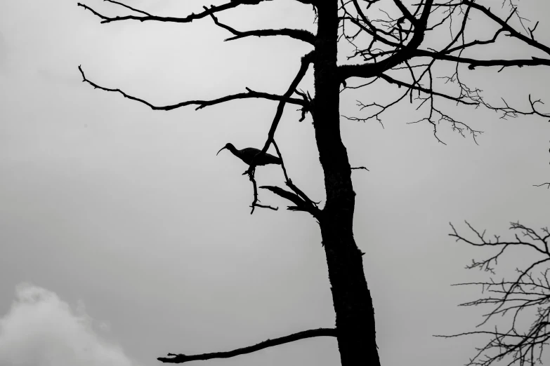 the silhouette of a tree against a gray sky