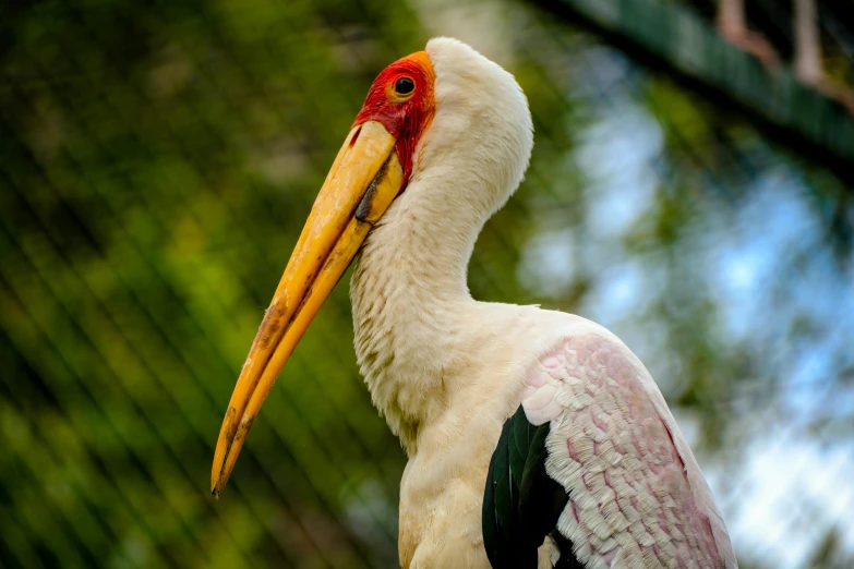 a close up of a bird with a long beak