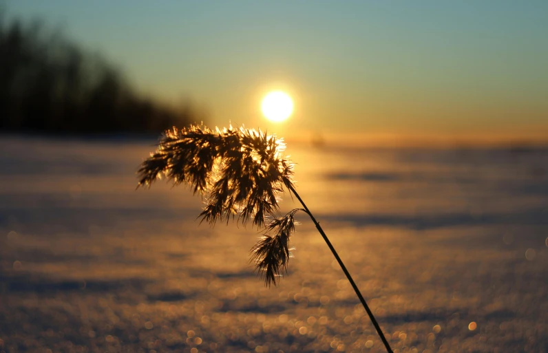 the sun is behind tall thin grasses on the snow