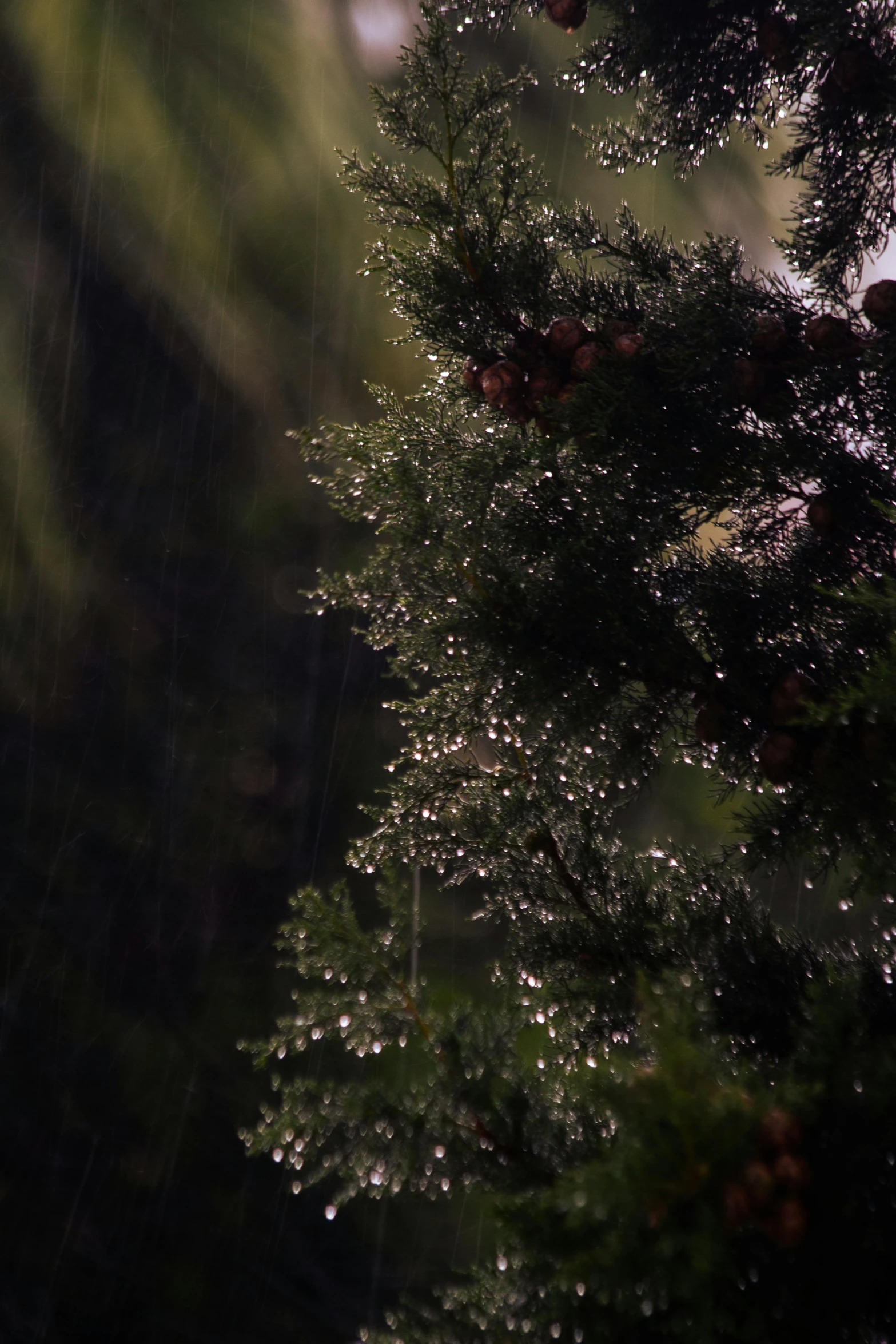 rain falling from the top of a pine tree