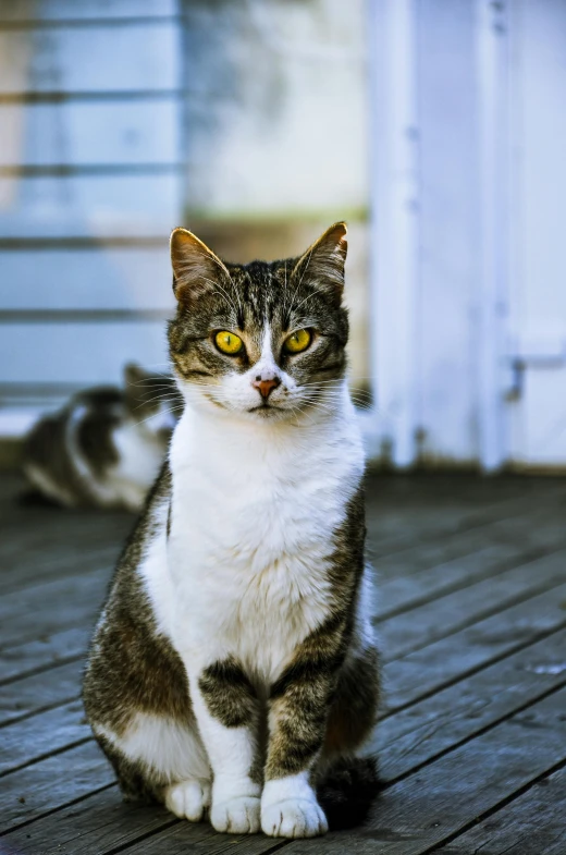 a close up of a cat on a wooden floor