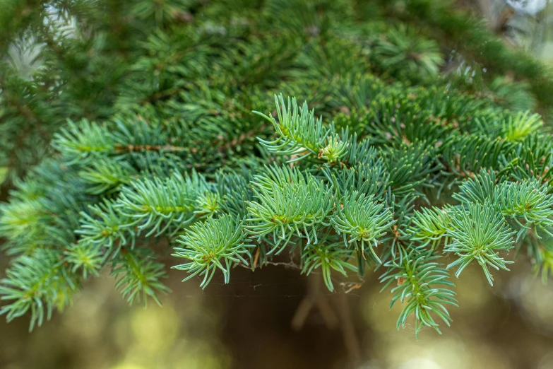 a pine cone tree nch has green needles