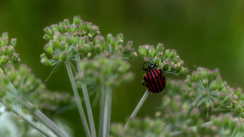 a beetle is sitting on top of a plant