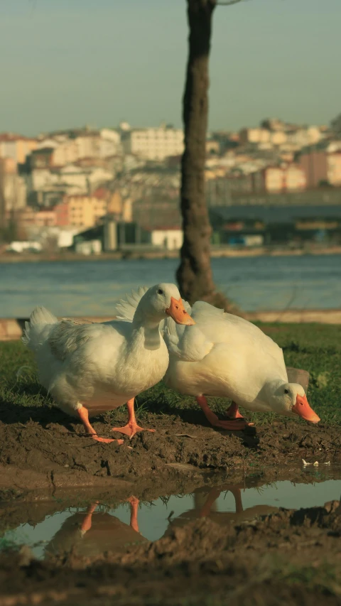 two white ducks near water with city in the background