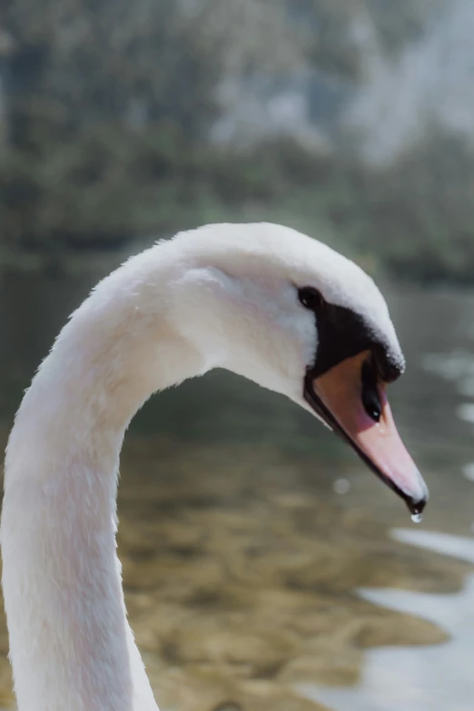 a swan standing in the water looking out into the distance