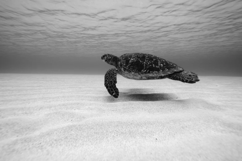 a small turtle swimming on top of the sand