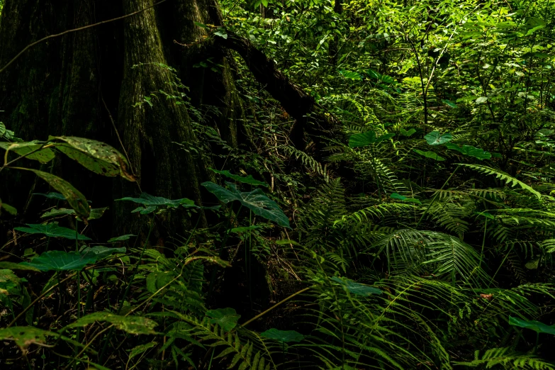 a forested area with trees, ferns and other plants