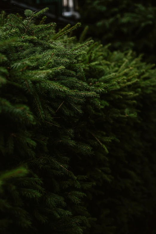 closeup po of a group of trees with a building in the background