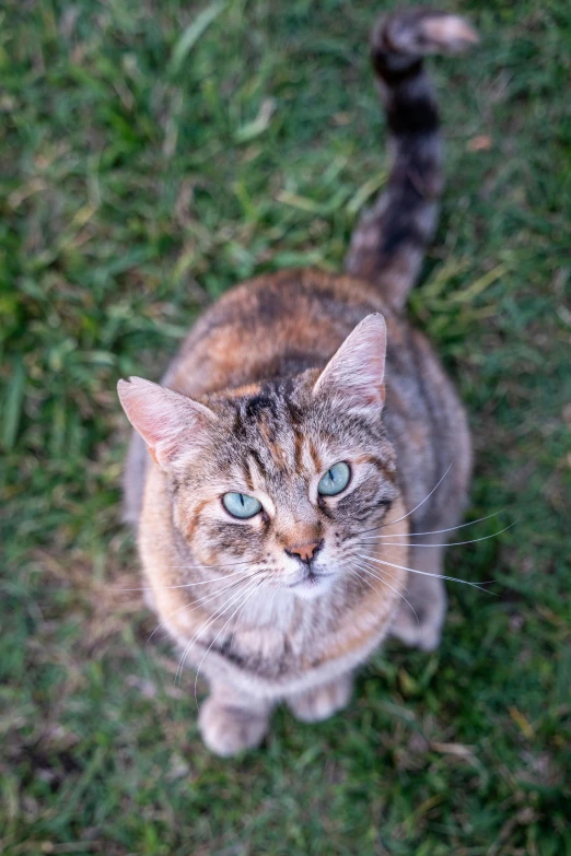 a tabby cat with blue eyes is looking up