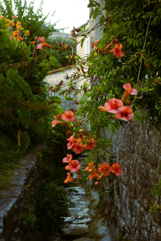 flowers growing on the side of a stone building