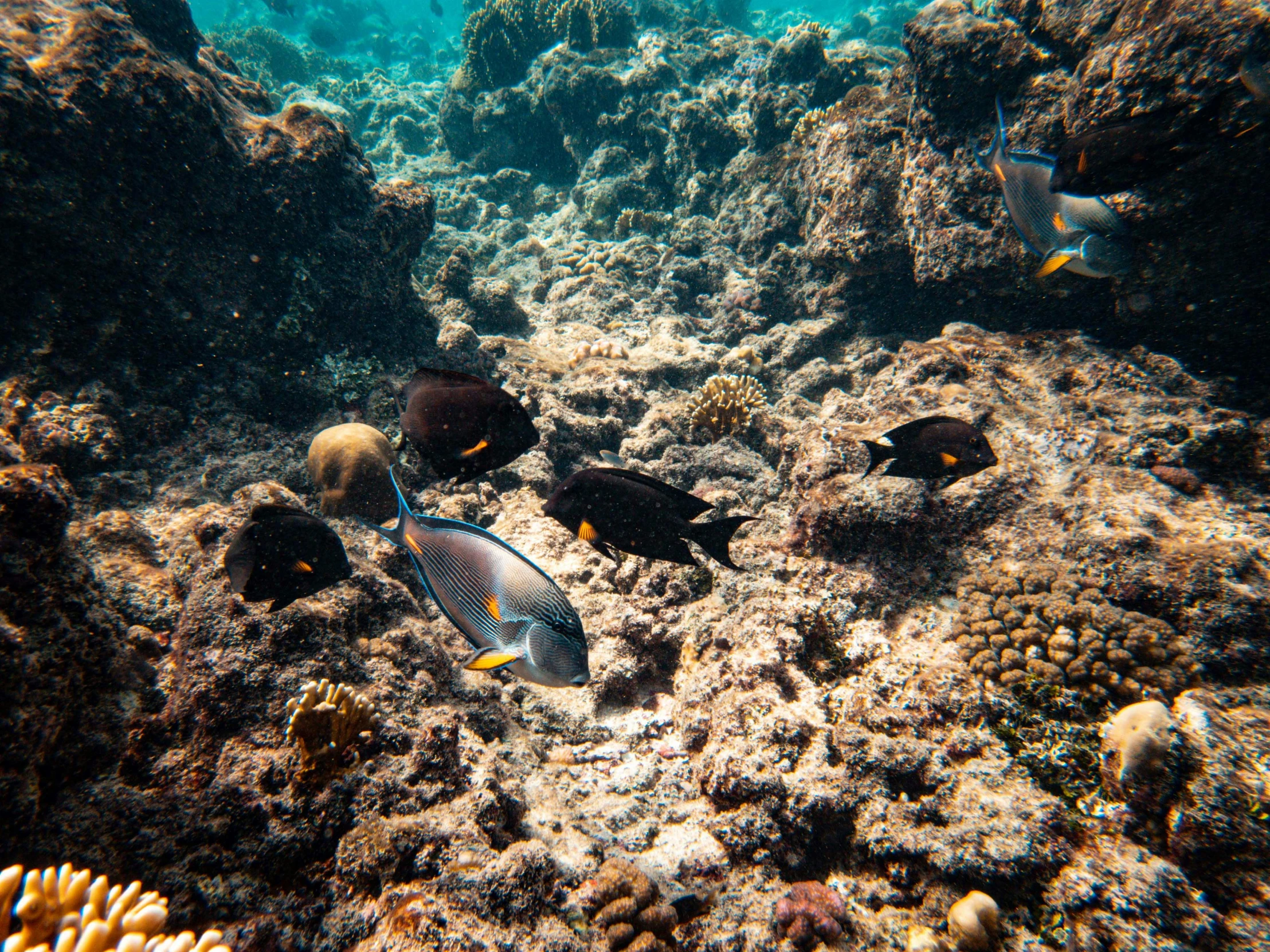 a school of fish swim on a rocky ocean floor