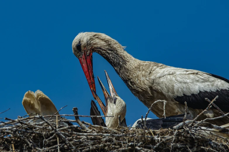 a close up of two birds in a nest