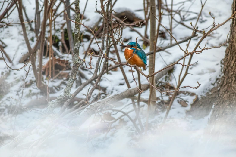 the small blue and orange bird is perched on a bare tree