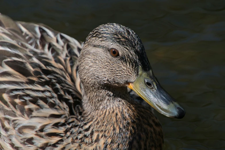 a close up of a duck in a body of water