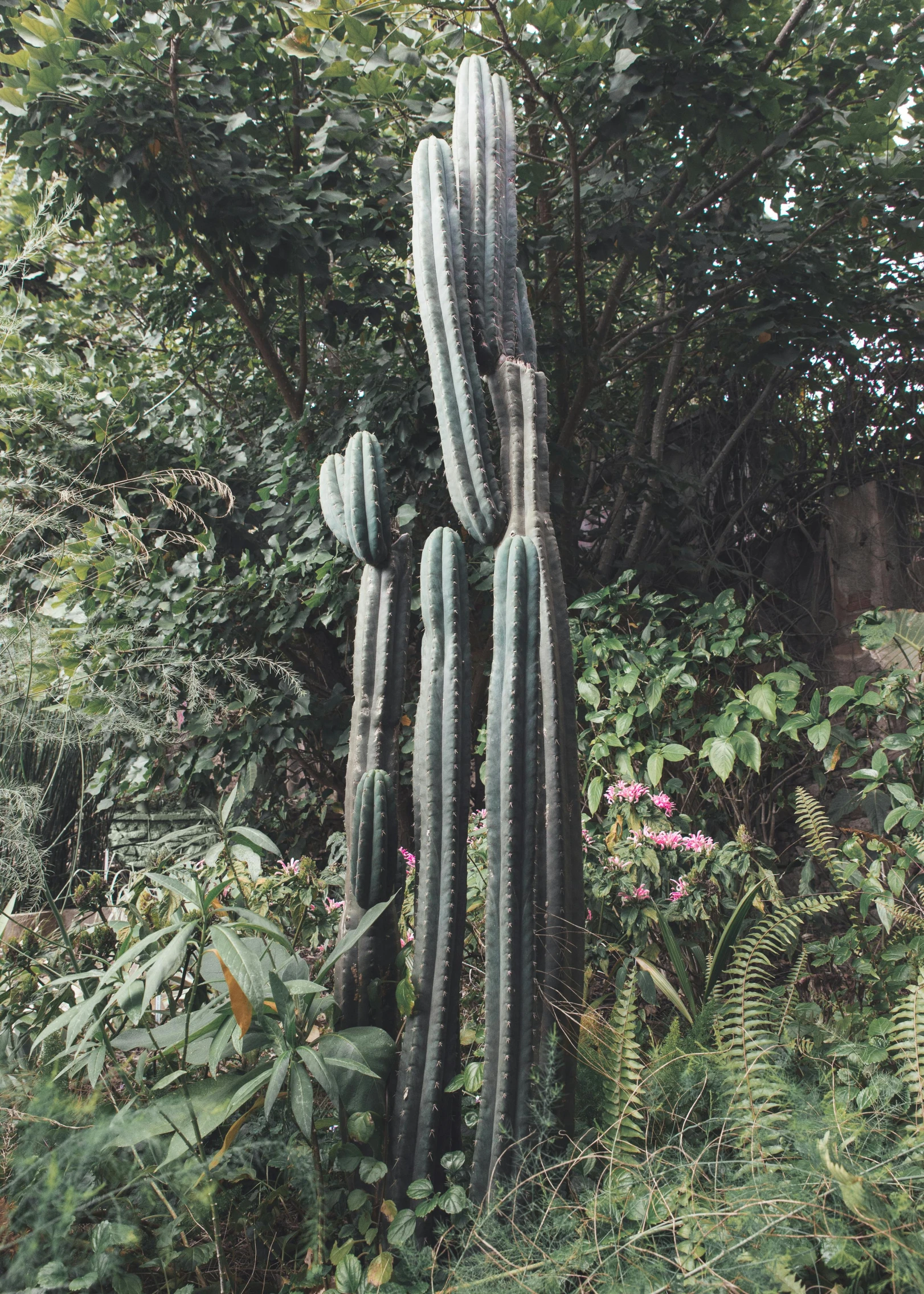 there are three tall cactuses in the trees