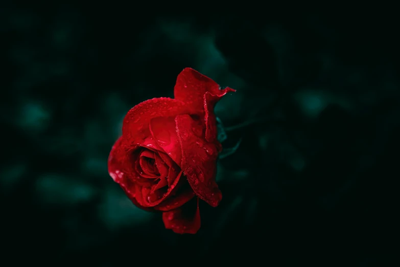 a red rose with a black background