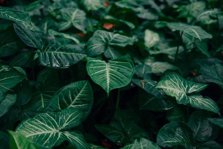 several different types of green leaf covered plants