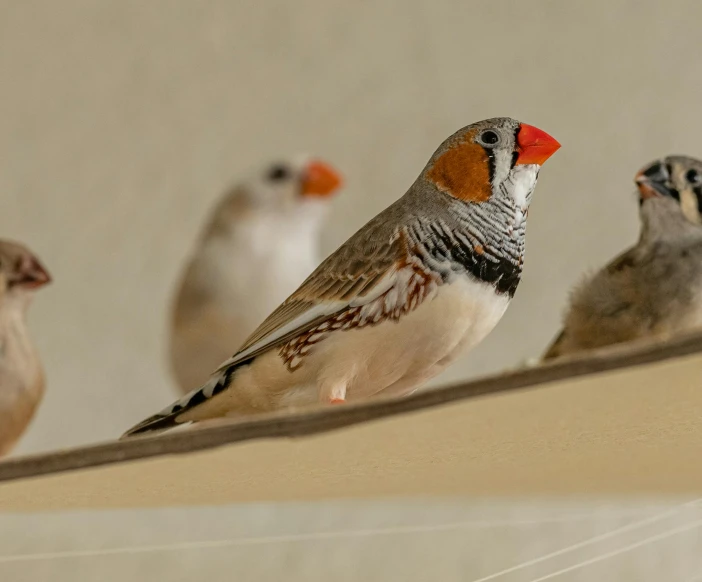 the birds are standing beside each other on the ledge