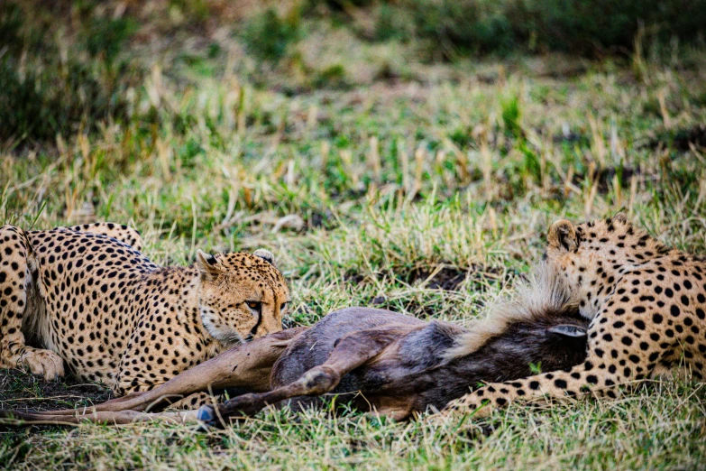 two cheetah sitting on the ground with a dead animal