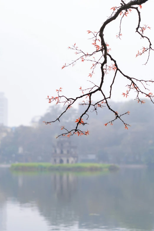 an old tree and some buildings are behind the lake