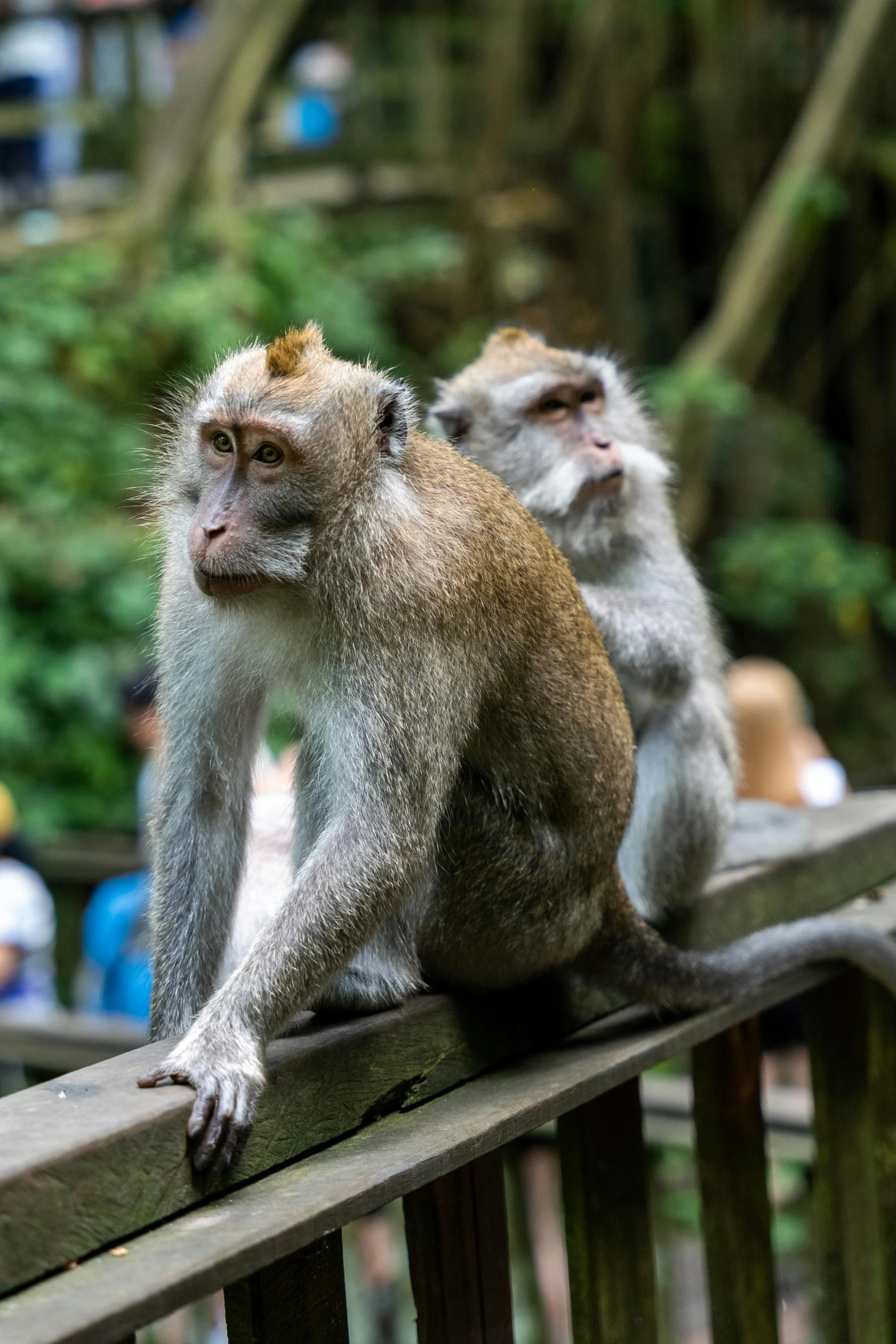 two monkeys sitting on top of a wooden fence