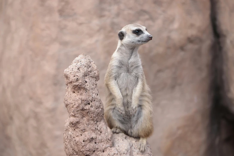 a small meerkat standing on top of a rock