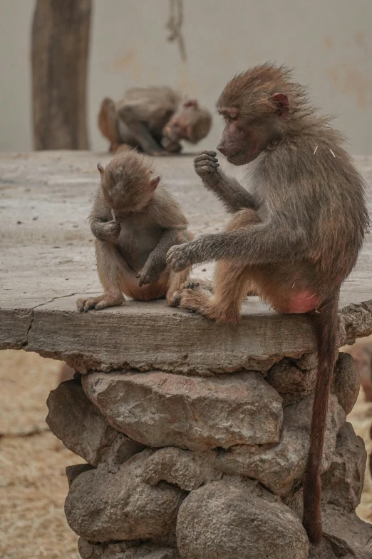 two monkeys sit on top of a rock wall