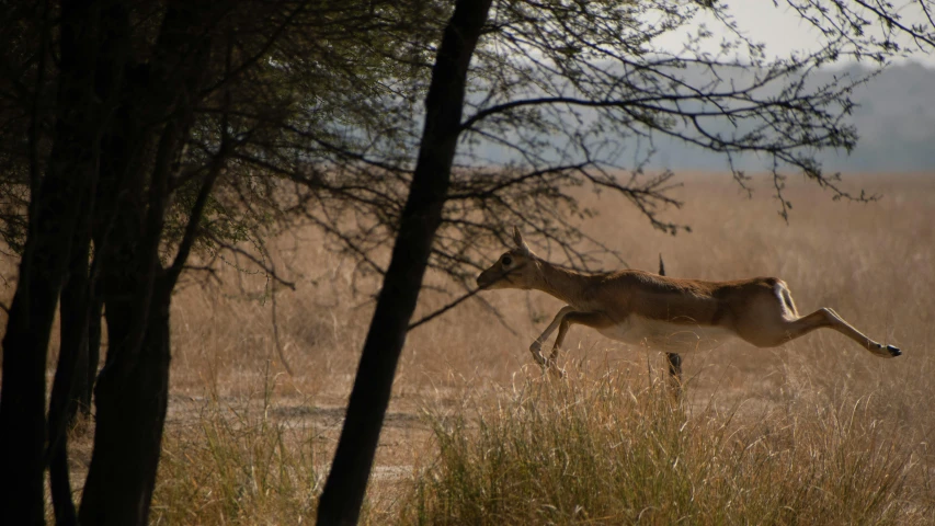 a gazelle running through the plains under trees