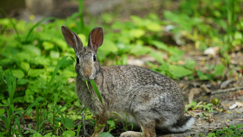 a rabbit is sitting in the grass on a sunny day