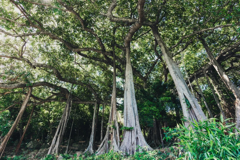 a group of trees that are next to each other