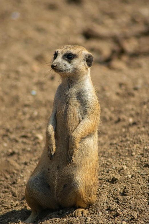 a small rodent on its hind legs in dirt