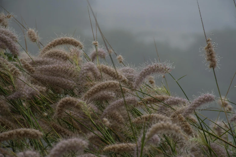 grasses blowing in the wind in a field