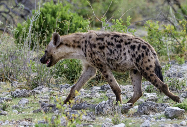 the spotted hyena is walking alone on the rocky ground