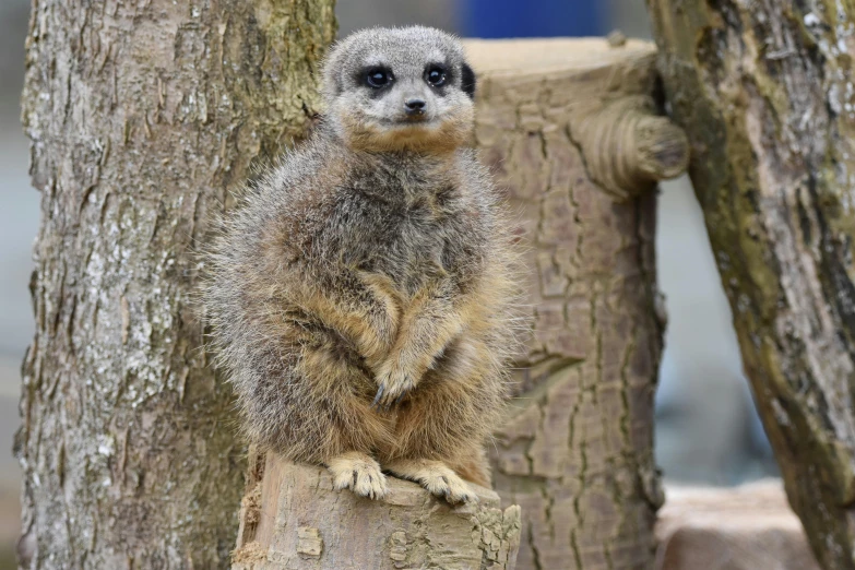 a small, furry animal sitting on the trunk of a tree