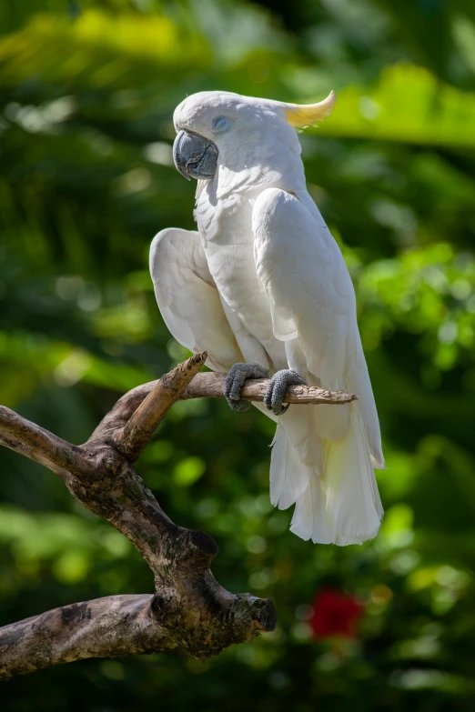 there is a white parrot perched on a tree limb