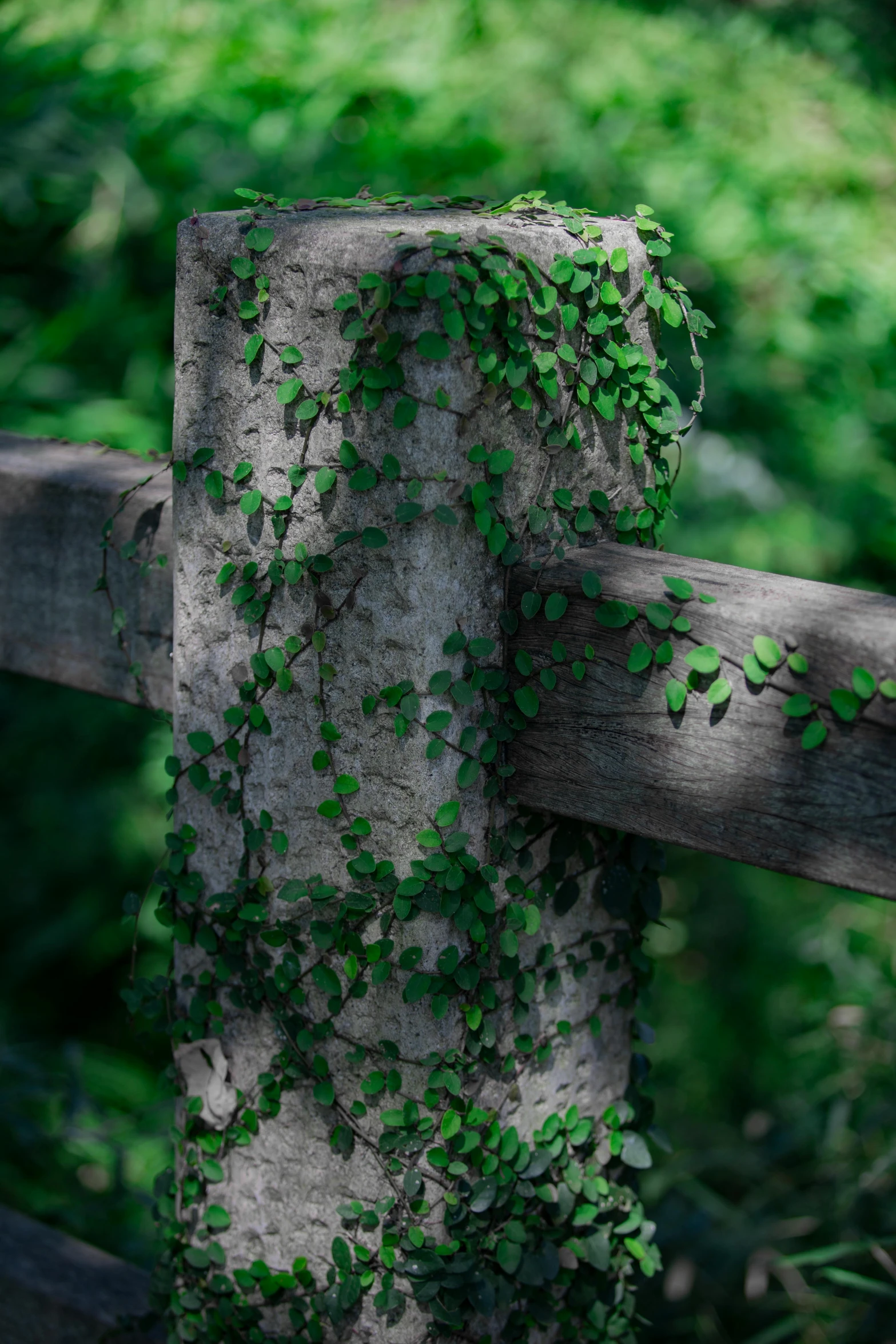 green ivy climbing the side of a wood fence