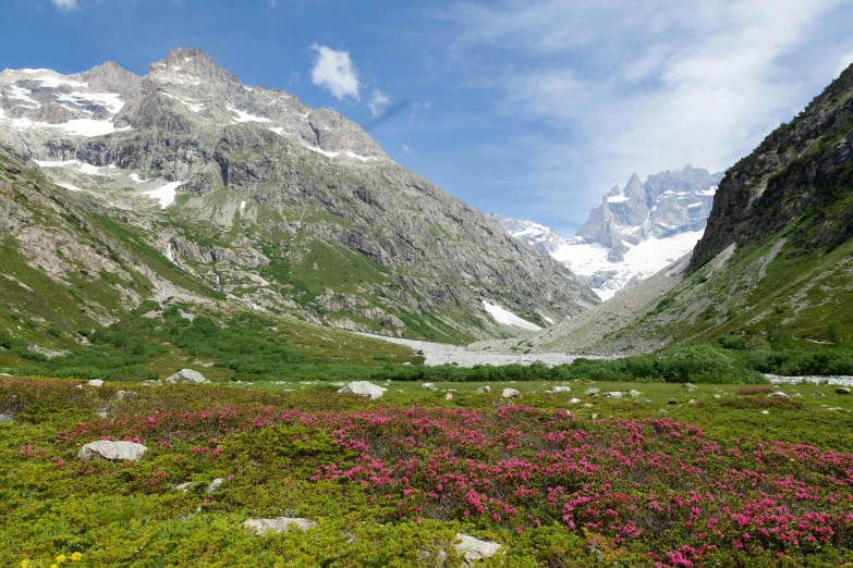 a field with wild flowers growing beside a mountain
