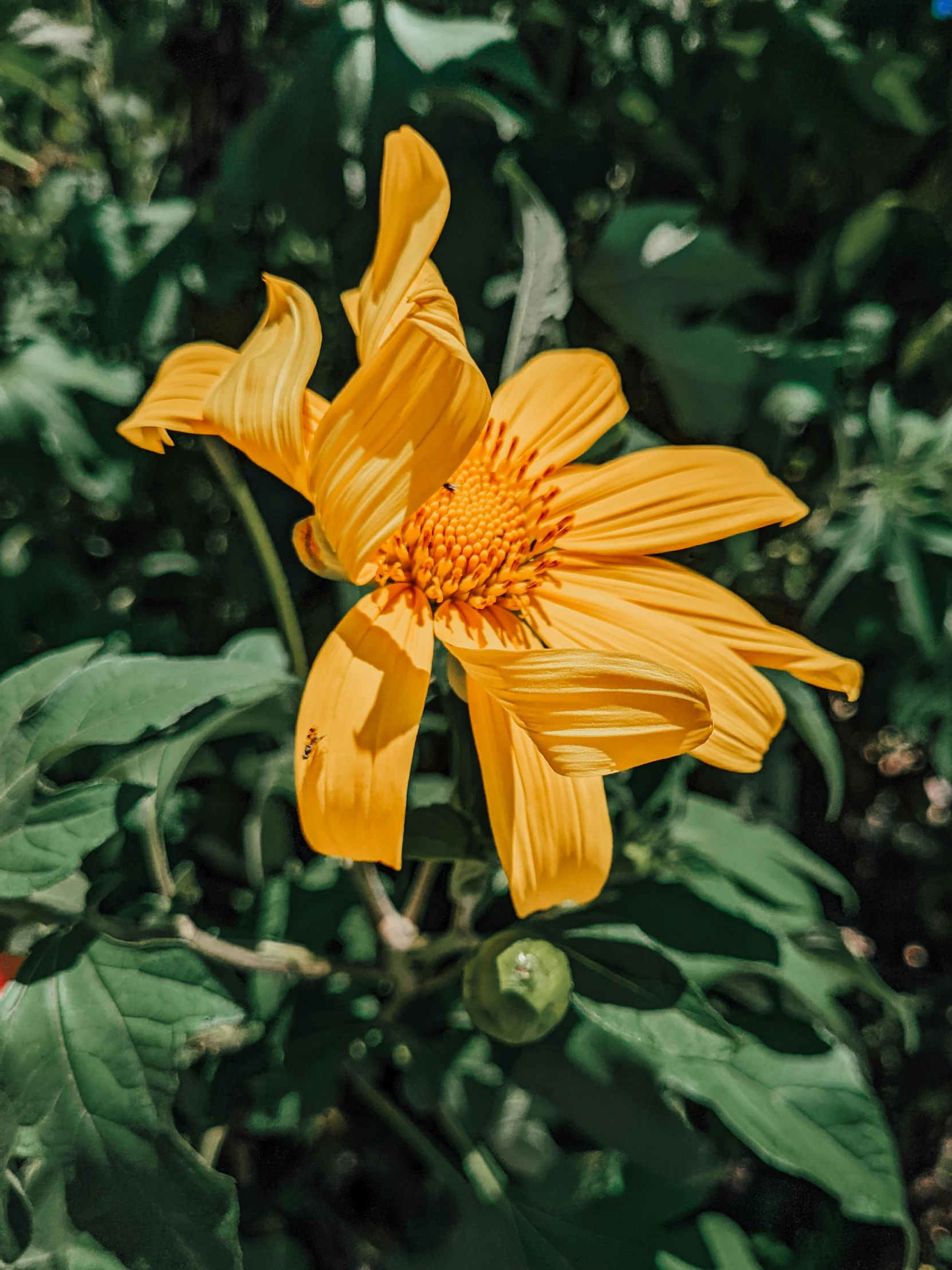 a yellow flower in the middle of the leafy grass