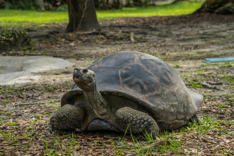 a turtle sits on the ground next to some grass